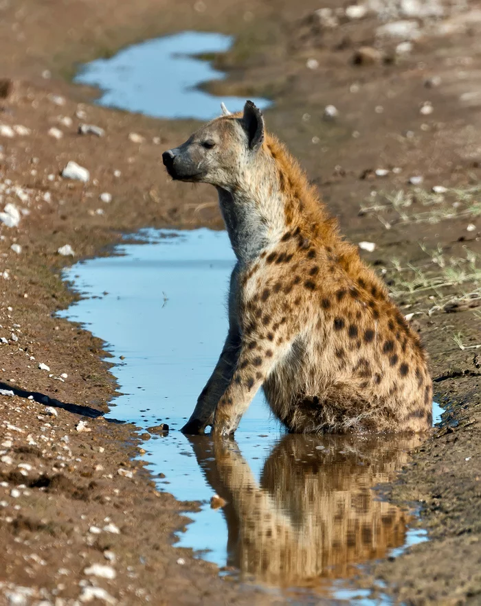 Sit in a puddle - Spotted Hyena, Puddle, Sits well, Wild animals, The photo, wildlife, The national geographic, Hyena