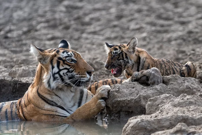 Bathe again, son! - Bengal tiger, Tiger cubs, National park, India, Big cats, wildlife, Cat family, Predatory animals, The national geographic, The photo, Tiger, Milota, beauty of nature