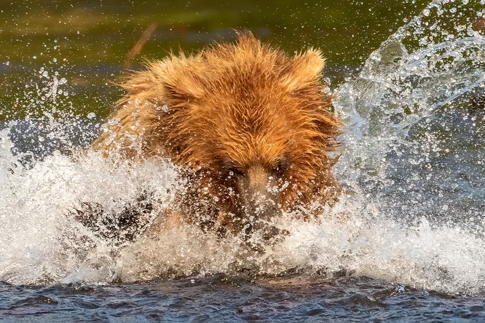 Red beauty attacks sockeye salmon - Brown bears, Kamchatka, Wild animals, wildlife, beauty of nature, The Bears, The national geographic, The photo, Fishing, Sockeye salmon, Redheads