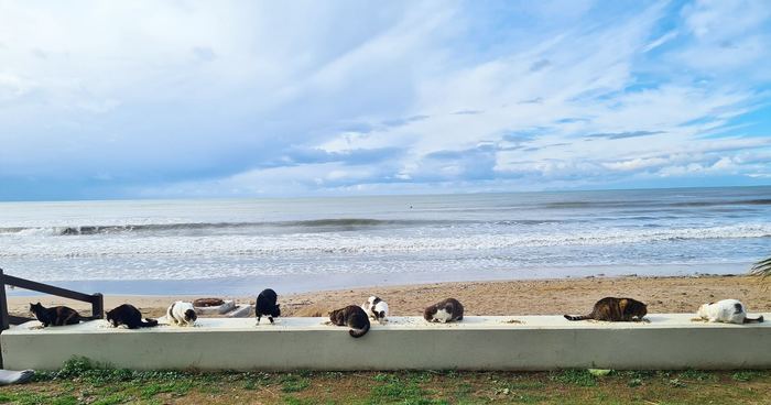 Тайная котерия