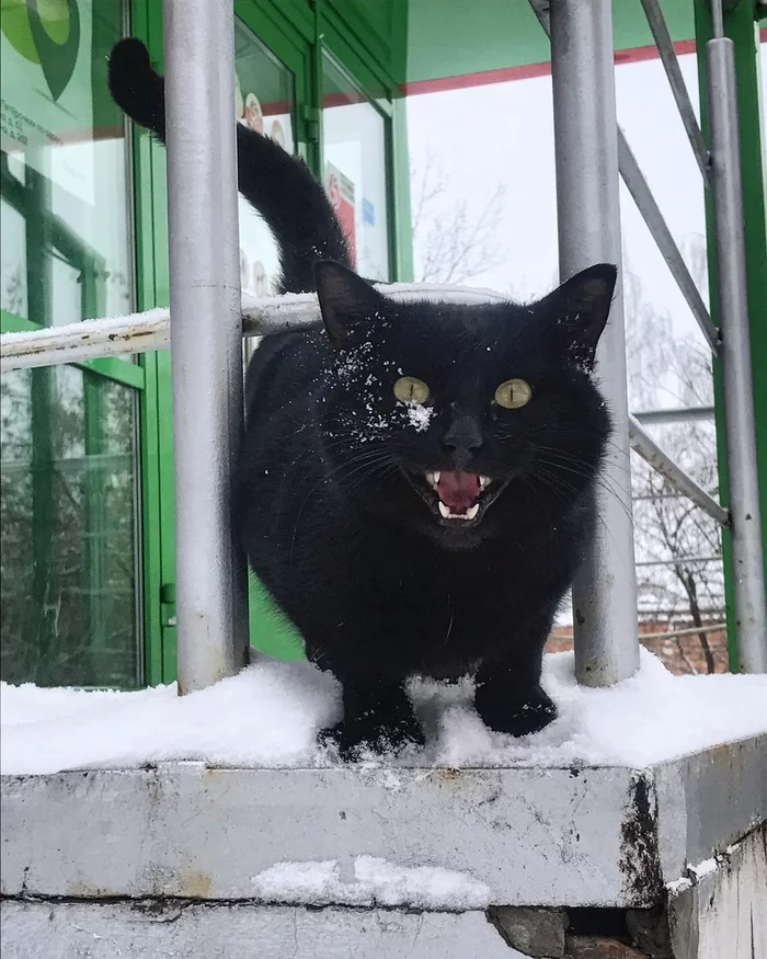 Dangerous - cat, Snow, Dangerous, Black cat