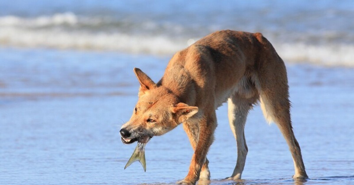 Включи дикий. Собака Динго в Австралии. Волк Динго. Собака Динго лапы. Австралийский Динго бег.