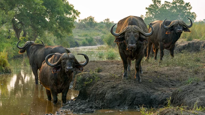 African buffalo - African buffalo, Artiodactyls, Wild animals, wildlife, Buffalo, The national geographic, The photo, Lordly, South Africa, South Africa, Africa, Kruger National Park