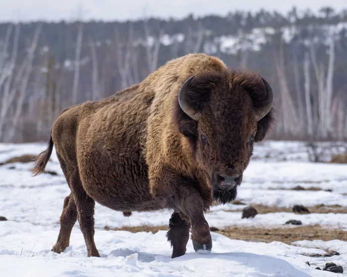 Forest bison in Yakutia - Animals, Rare view, Yakutia, Buffalo, Artiodactyls, Wild animals