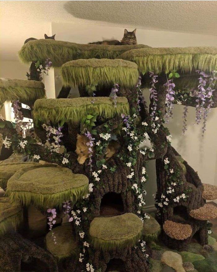 Cat paradise - cat, Cat paradise, Caves