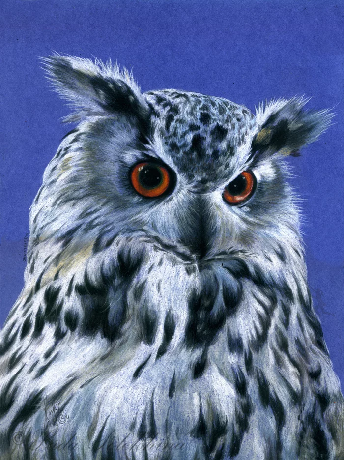 Pastel drawing. Owl - My, Drawing, Owl, Pastel, Dry pastel, Birds, Novosibirsk Zoo, Zoo