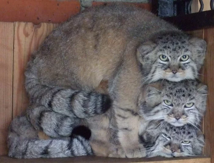 Jersey - Pallas' cat, Fluffy, Small cats, Cat family, Predatory animals, Wild animals, cat