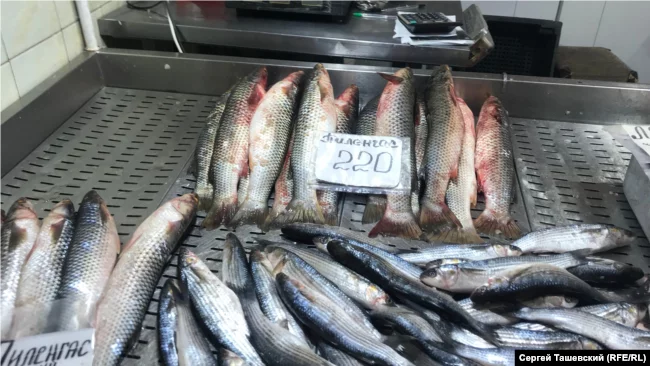 Как рыба-падальщик спасала Черное море. А ихтиолога даже не наградили Познавательно, Черное море, Пеленгас, Рыба, Ихтиология, Азовское море, Средиземное море, Исследования, Длиннопост Как рыба-падальщик спасала Черное море. А ихтиолога даже не наградили Познавательно, Черное море, Пеленгас, Рыба, Ихтиология, Азовское море, Средиземное море, Исследования, Длиннопост