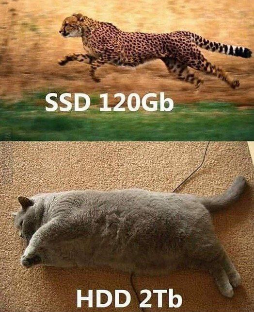 What will you choose? - Picture with text, HDD, cat, SSD