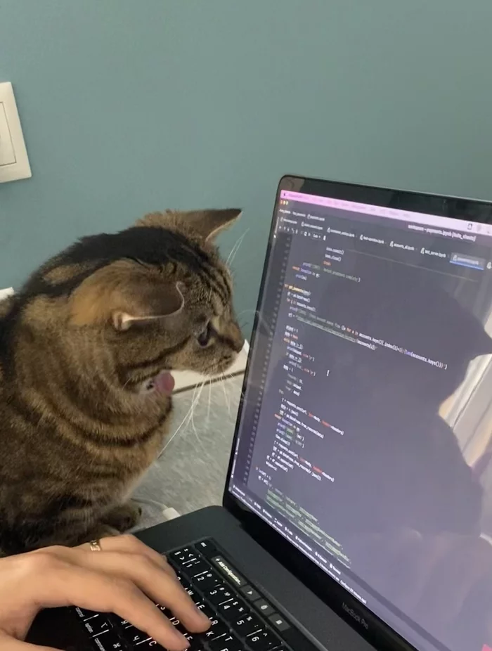 What kind of shit?! - My, Python, cat, The code, Indignation, Pets