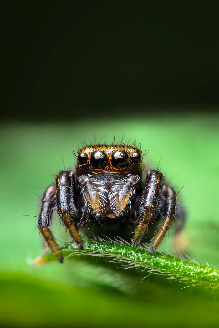 Eye #7 - My, Macro photography, Nature, The photo, wildlife, Animals, Spider, Jumping spider, Milota, Eyes