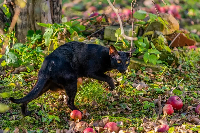 The cat came out in the garden - My, cat, The photo, Oriental cats, Longpost