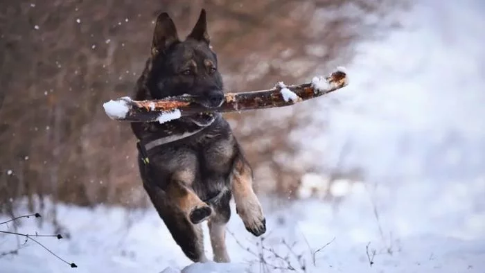 Zhivoder in broad daylight shot a domestic dog in the village of the Leningrad region - My, Flailing, Leningrad region, Saint Petersburg, Incident, Murder, Negative