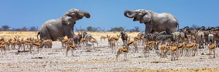 Lively watering hole - Elephants, zebra, Wildebeest, Antelope, Artiodactyls, Wild animals, wildlife, National park, South Africa, The photo, Waterhole