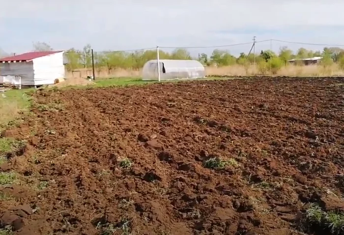 Potato growing and the first harvest - My, Сельское хозяйство, Small business, Business, Starting a business, Video, Longpost