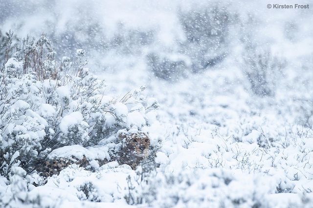 Ice Cats of Africa - Cheetah, Small cats, Cat family, Predatory animals, Wild animals, wildlife, Reserves and sanctuaries, South Africa, The photo, Video, Vertical video, Snow, Longpost, Rare view