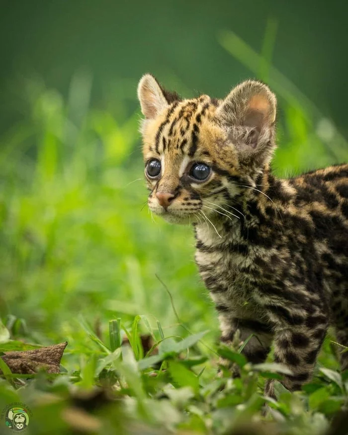 Ocelot kitten - Ocelot, Small cats, Cat family, Predatory animals, Wild animals, wildlife, Reserves and sanctuaries, Central America, The photo, Milota, Young