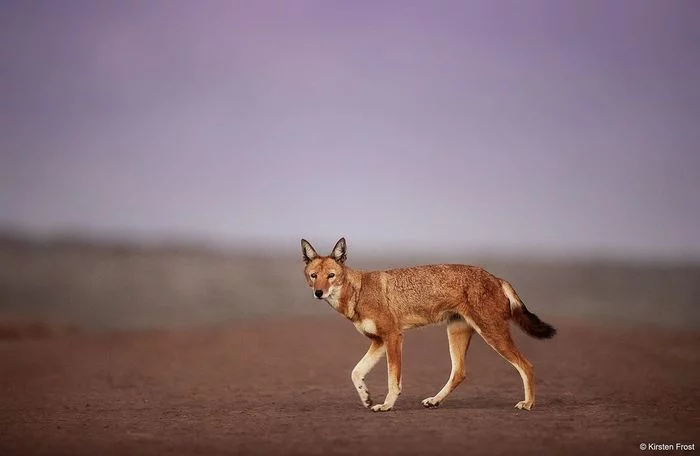 Ethiopian Jackal - Ethiopian Jackal, Jackal, Rare view, Canines, Predatory animals, Wild animals, wildlife, National park, Africa, The photo, Longpost