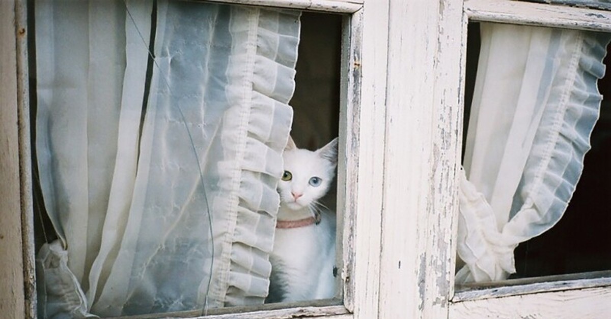 Может быть в окно. Человек за окном. Кричать в форточку. Кот в окне прикол. Может быть в окно.