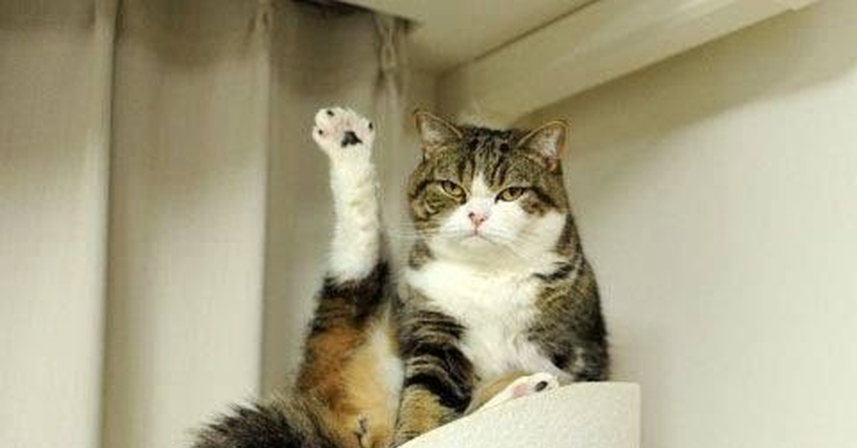 Кот хоба
