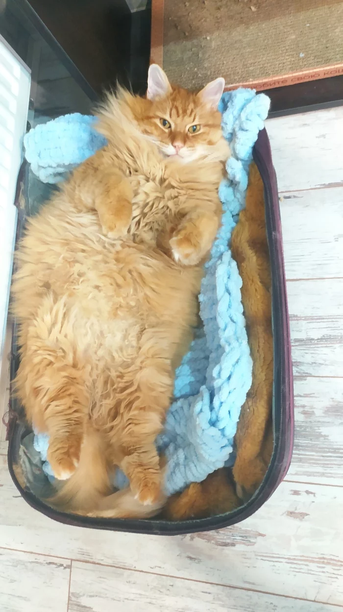 Shabbat cat to you in the feed - My, cat, Suitcase, Milota, Relaxation, Fluffy, Pets, Fat cats