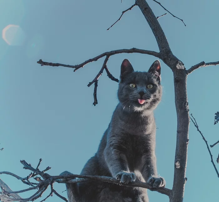 Any bad day can be fixed with one good cat - My, cat, Language, Paws, Pets, Winter, The photo