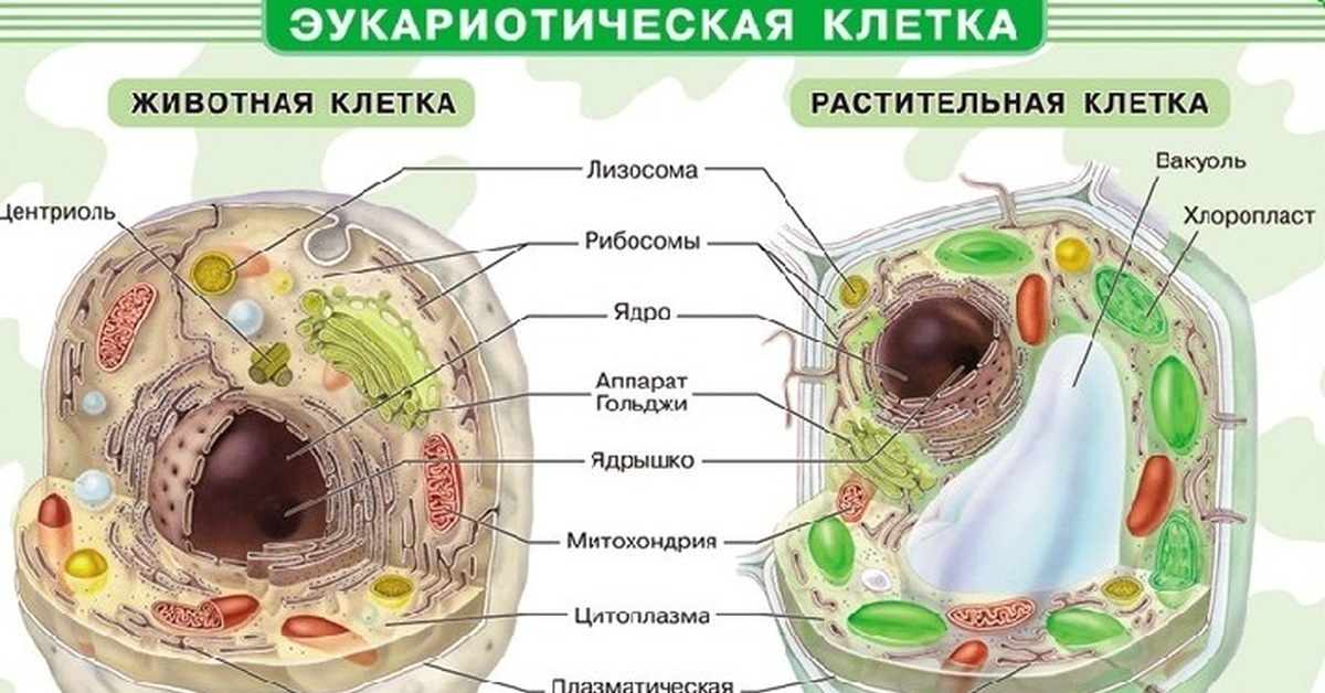 Клетка биология схема