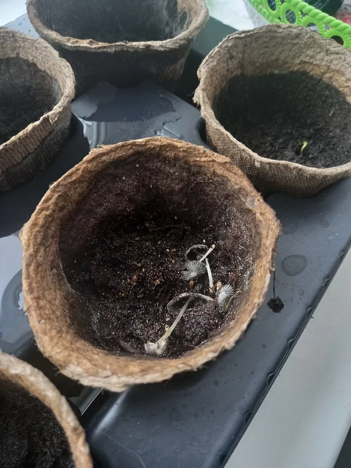 What was watered, did it grow? - My, Seedling, Mushrooms, Unknown crap, Pepper