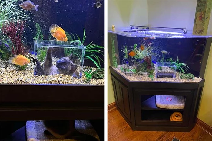 Aquarium for cat - cat, Aquarium