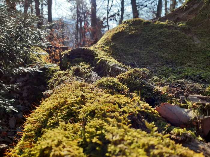 Walk in the woods (12.02.22) - My, Mobile photography, The photo, Nature, beauty, Forest, Moss, Switzerland, Tree, The sun, Longpost