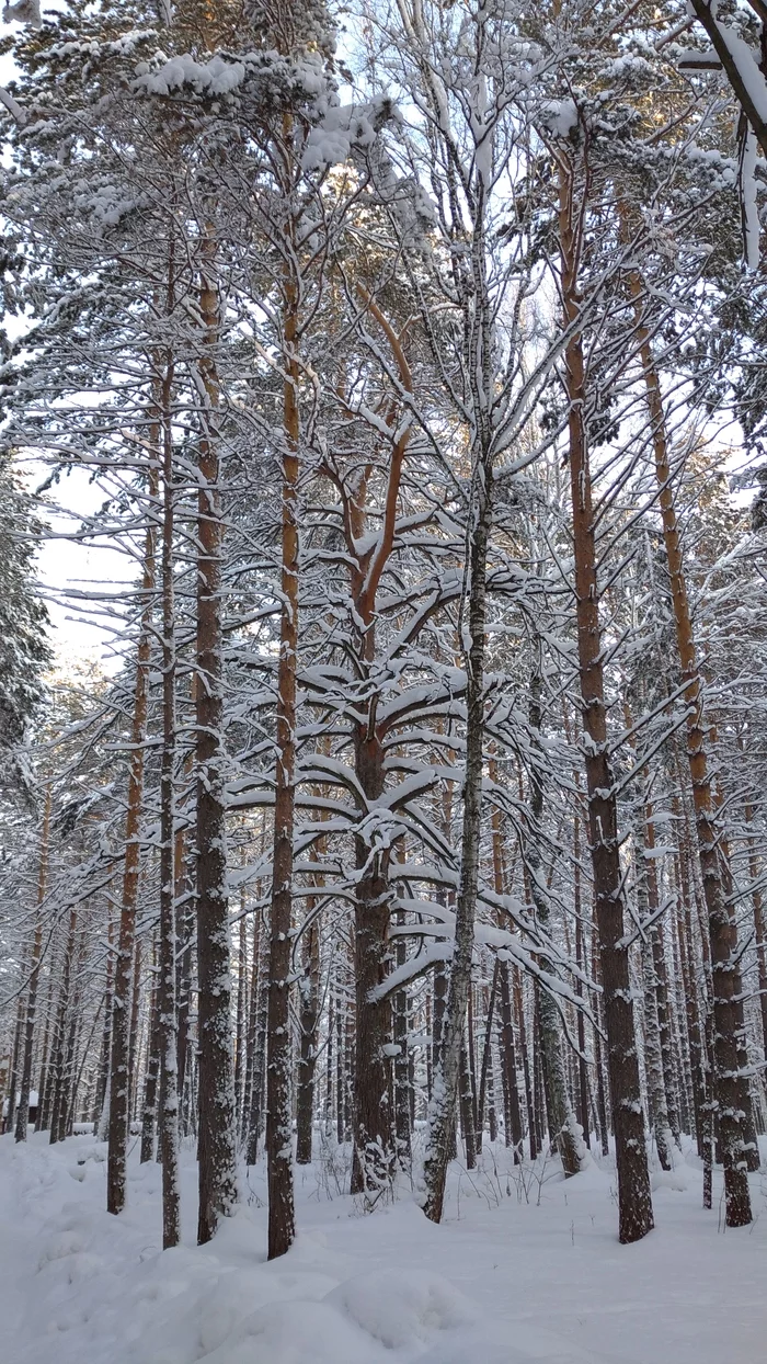 Strange pine trees in the forest - My, Pine, Forest, Taiga, Forestry, Forestry, Botany, Siberia, Tree, Longpost