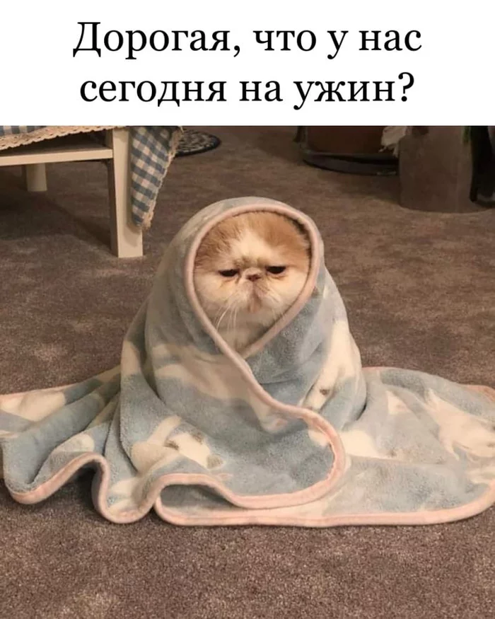 Смешные котики - Моё, Смех, Смешные животные, Кот, Комната смеха, Животные, Длиннопост, Картинка с текстом, Юмор