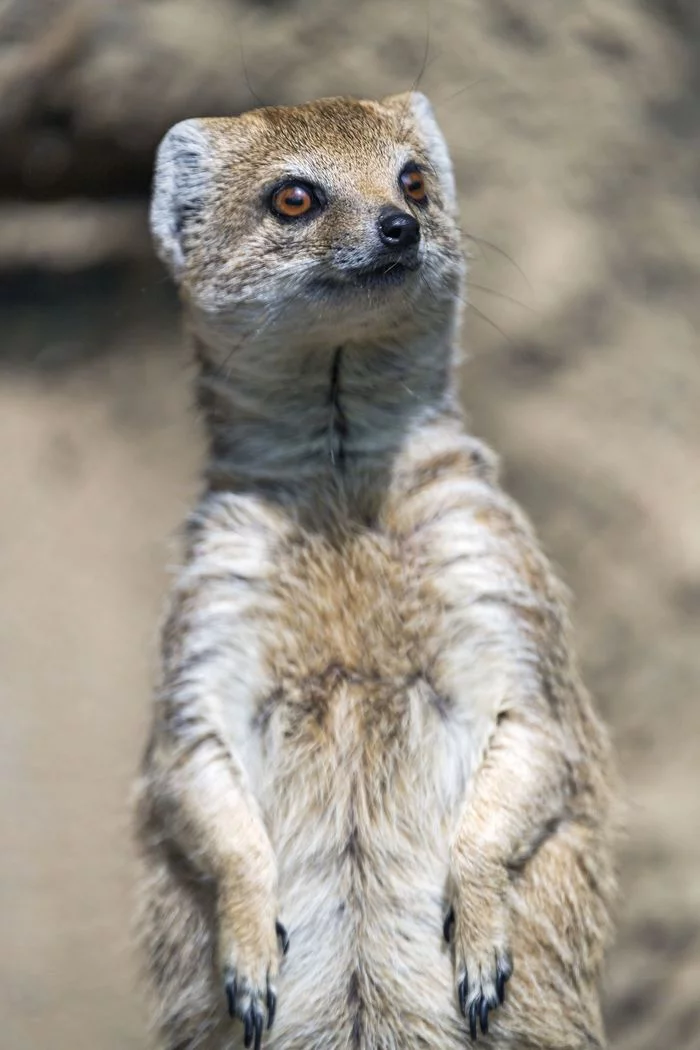 Posing - Meerkat, Predatory animals, Wild animals, Zoo, The photo