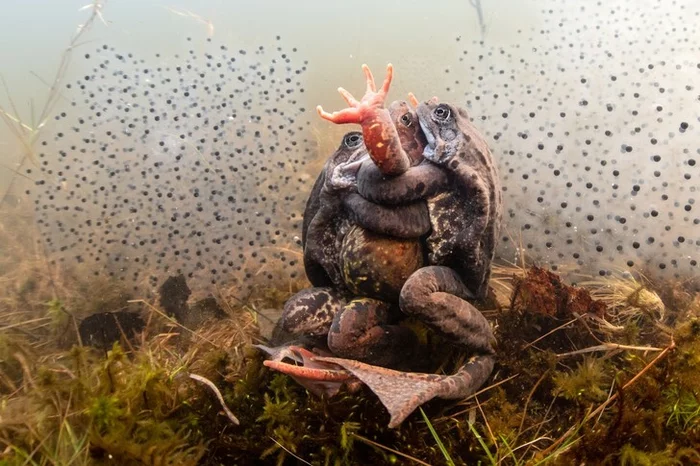 All you need is love! - Frogs, Mating games, The photo, Competition, Underwater photography, Winners, Wild animals, Around the world, beauty of nature, wildlife