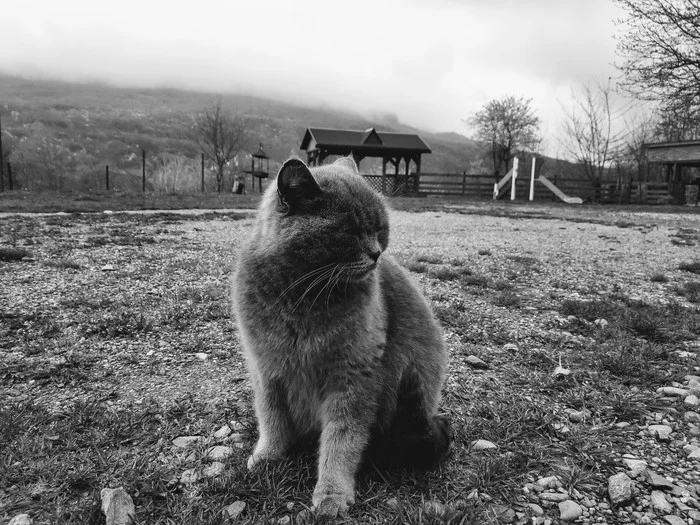 Keeper of Tranquility - My, cat, The photo, Black and white photo