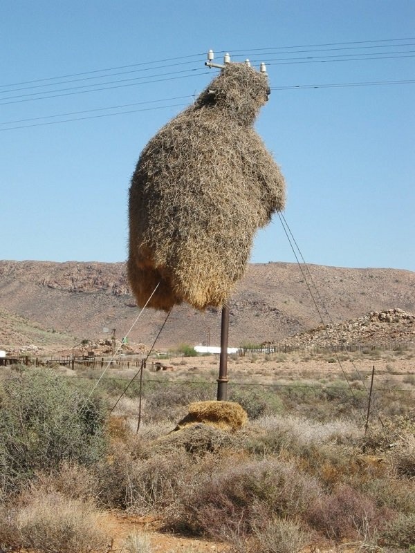 We will build a dormitory in a short time. Signed: weaver bird - Birds, Nest, Pillar, The photo, Video, Longpost