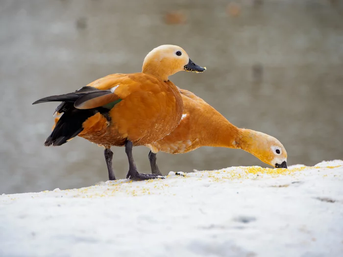 Ogari in the Museum-Reserve of Tsaritsyno - The photo, The nature of Russia, Birds, Duck, Ogar