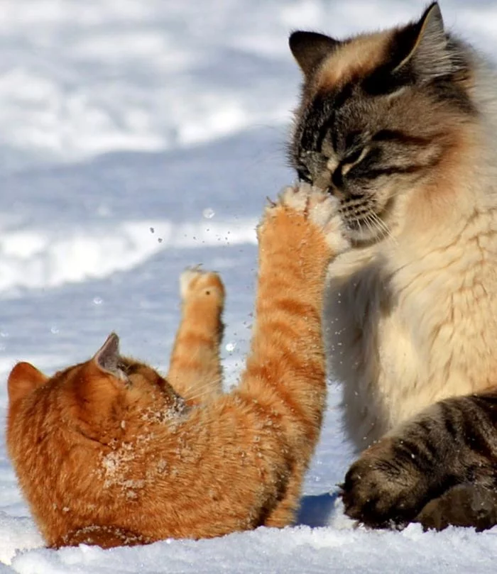 Scared... - cat, Redheads, Snow, Winter, Games, Pets