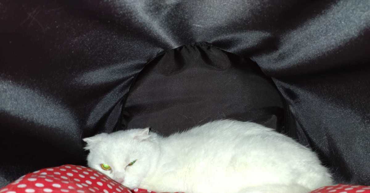 Пикабу animalrescueed