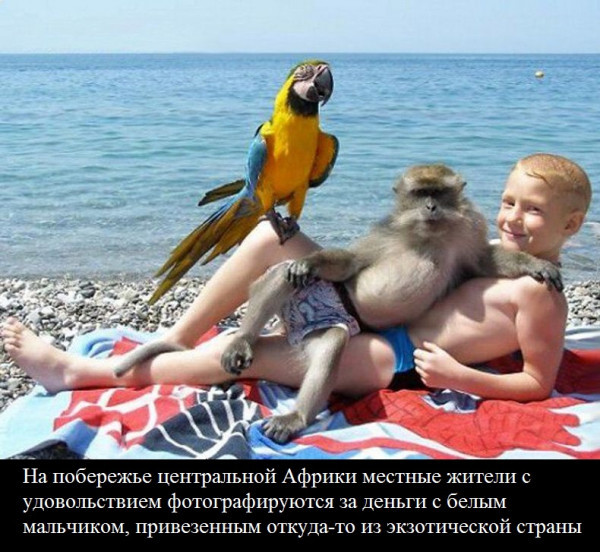 Exotic is so exotic, %username%! - Picture with text, Humor, Vital, Monkey, A parrot, Sea, Beach, Repeat