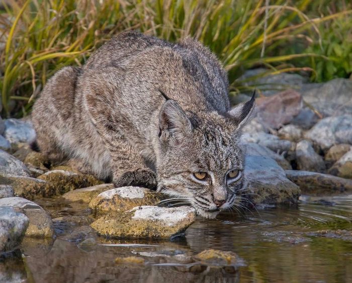 At the watering hole - Lynx, Small cats, Cat family, Predatory animals, Wild animals, wildlife, California, North America, The photo, Waterhole