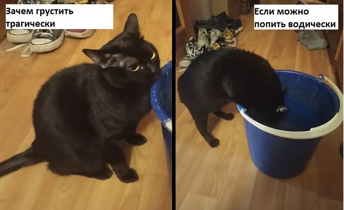 Why be sad tragically, if you can drink water... - My, Black cat, Paws, Memes, cat, Picture with text