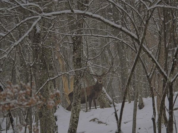 Crimea. Everyday life of the state inspector: seasonal feeding of deer and roe deer - Ecology, Eco-city, Animal protection, Nature, Дальний Восток, Longpost