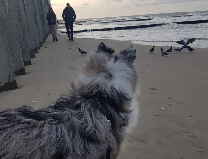 Collie in the Baltic - My, Collie, Dog, Baltic Sea, Merle