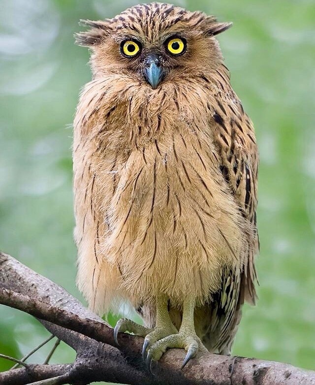 Fish owl - Owl, Fish owl, Birds, Milota, Funny animals, Face, Your face when, Astonishment, Facial expression, Eyes