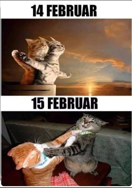 From love to hate one day - February 14 - Valentine's Day, Love, Dislike, Picture with text, cat