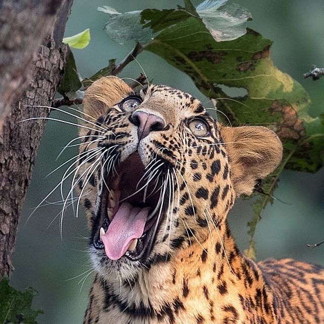 Astonishment - India, Leopard, Big cats, Cat family, Predatory animals, Wild animals, wildlife, The photo