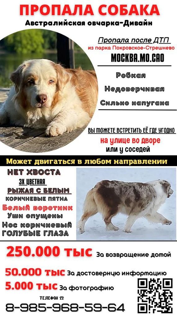 In Moscow, an Australian Shepherd Dog (Aussie) was lost - a reward of 250,000 rubles (!) - Dog, Moscow, Lost, Announcement, Moscow 24, Media and press, Earnings, The dog is missing, No rating