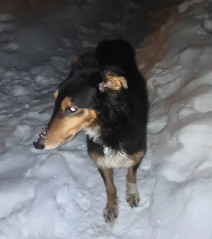 Dog breed kind of collie - Homeless animals, Lost, In good hands, Helping animals, Dog, Tolyatti, Found a dog