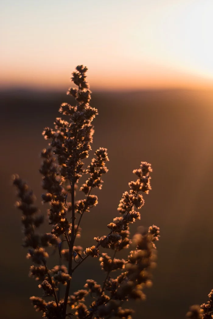 Sunset Walk - My, The photo, Autumn, Canon, Photographer, Field, Czech, 50mm, Longpost, Sunset